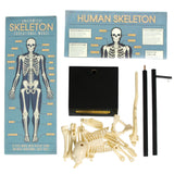 Anatomical skeleton model