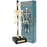 Anatomical skeleton model